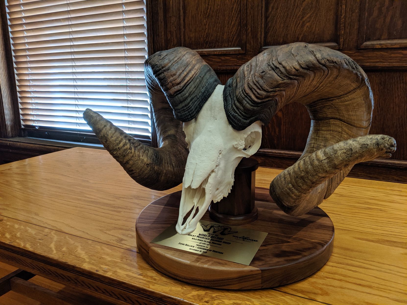 The replica Wild Horse Island found ram skull